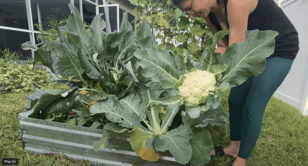 Growing Large Cauliflower Heads